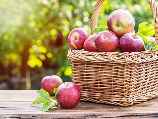 Raccolta Mele Maturare Mele Rosse Nel Cesto Sul Tavolo Giardino — Foto Stock