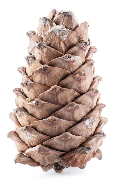 Çam Fıstığı Koni Beyaz Arka Plan Üzerinde Organik Gıda — Stok fotoğraf