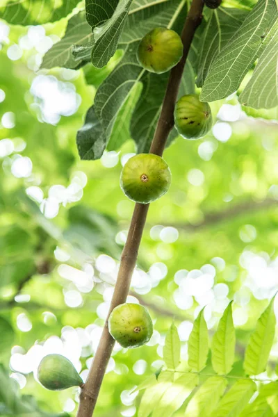 Fig Vruchten Aan Boom — Stockfoto