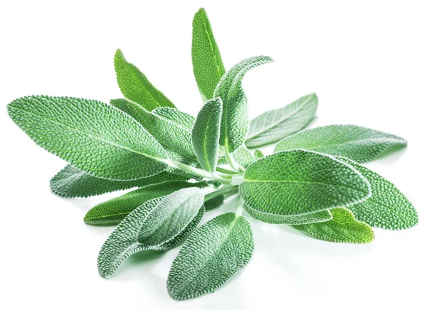 Fresh Velvet Leaves Garden Sage White Background — Stock Photo, Image