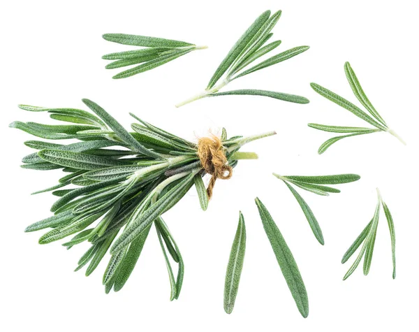 Rosemary Herb Macro Shot Small Branch — Stock Photo, Image