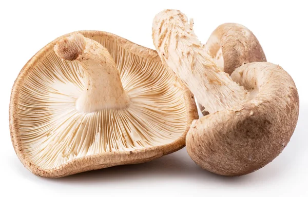 Shiitake Mushrooms White Background — Stock Photo, Image