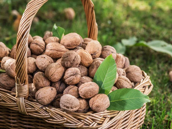 Cosecha Nueces Nueces Cesta Hierba Verde —  Fotos de Stock