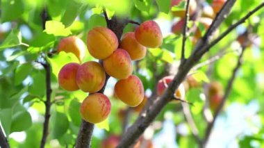 Bir güneşli yaz gününde bir ağaçta olgun kayısı hasat.