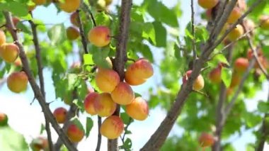 Bir güneşli yaz gününde bir ağaçta olgun kayısı hasat.