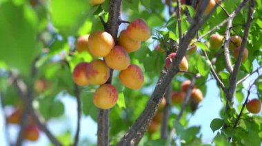 Bir güneşli yaz gününde bir ağaçta olgun kayısı hasat.