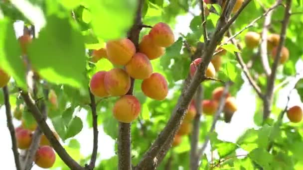 Einem Sonnigen Sommertag Reife Aprikosen Auf Einem Baum Ernten — Stockvideo