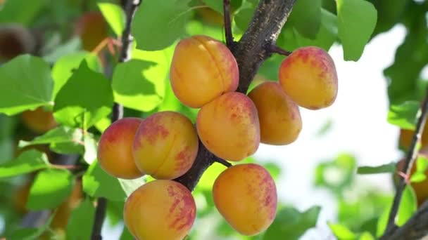 Raccogli Albicocche Mature Albero Una Giornata Estiva Soleggiata — Video Stock