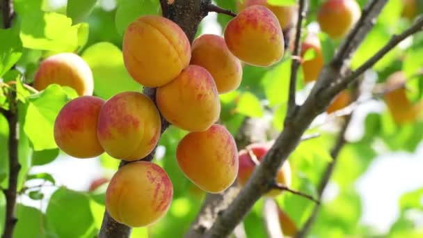Einem Sonnigen Sommertag Reife Aprikosen Auf Einem Baum Ernten — Stockvideo