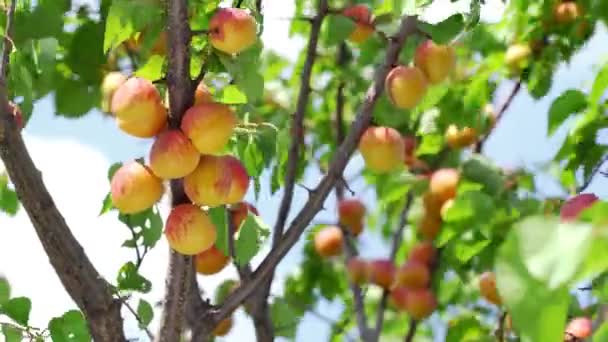 Zbiory Dojrzałych Moreli Drzewie Słoneczny Letni Dzień — Wideo stockowe