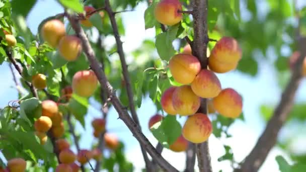 Skörden Mogna Aprikoser Ett Träd Solig Sommardag — Stockvideo