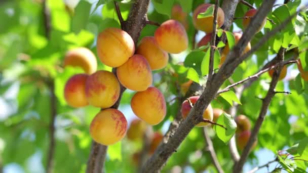 Raccogli Albicocche Mature Albero Una Giornata Estiva Soleggiata — Video Stock