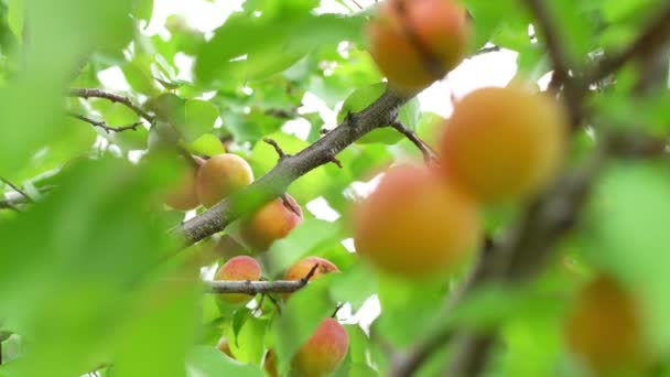 Урожай Стиглих Абрикосів Дереві Сонячний Літній День — стокове відео