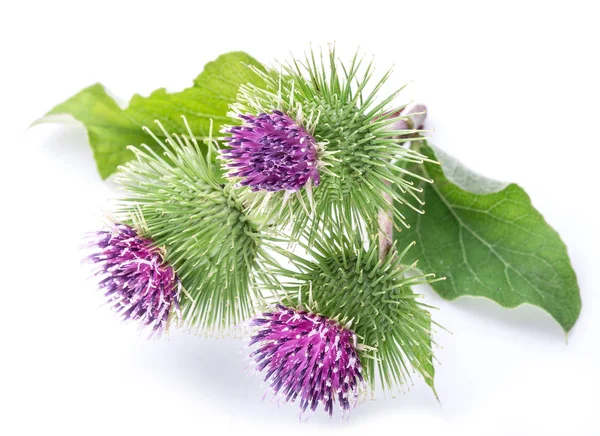 Stachelige Köpfe Von Klettenblumen Auf Weißem Hintergrund — Stockfoto