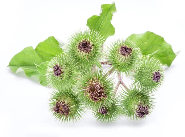 Prickly Heads Burdock Flowers White Background — Stock Photo, Image