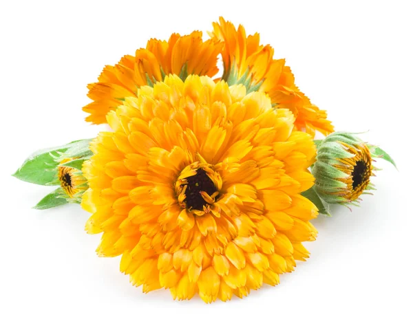 Calendula Flowers Isolated White Background — Stock Photo, Image