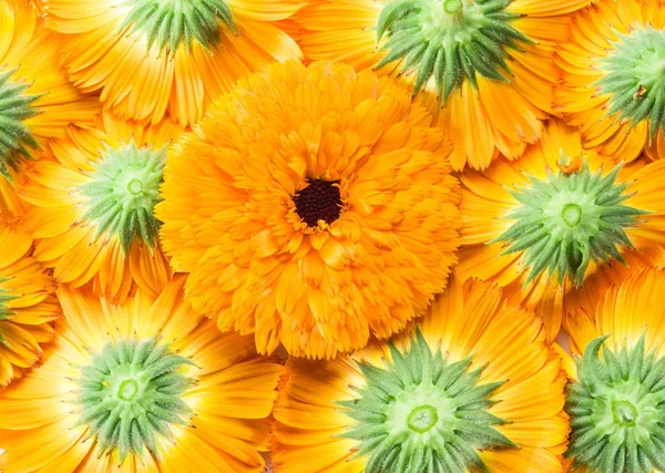 Πορτοκαλί Καλέντουλα Κατιφές Κεφάλια Λουλουδιών Λουλούδι Φόντο — Φωτογραφία Αρχείου