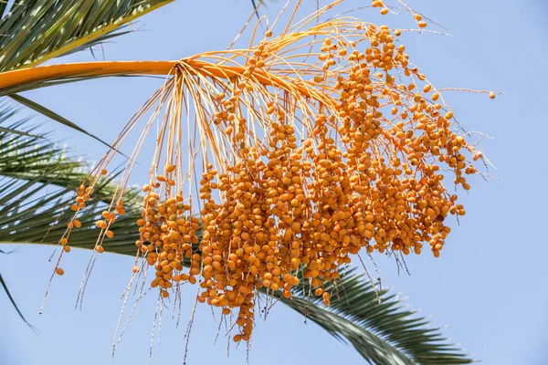 Cita Frutas Árbol Primer Plano — Foto de Stock