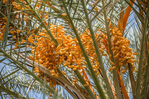 Ağaçta meyveler var. Yakın plan..