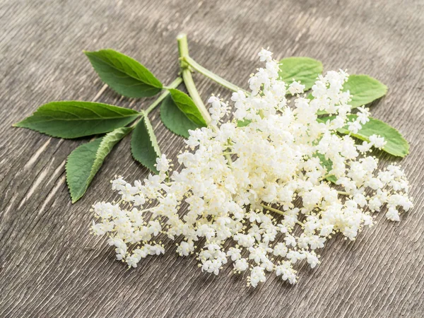 Vlierbes Bloemen Houten Achtergrond — Stockfoto