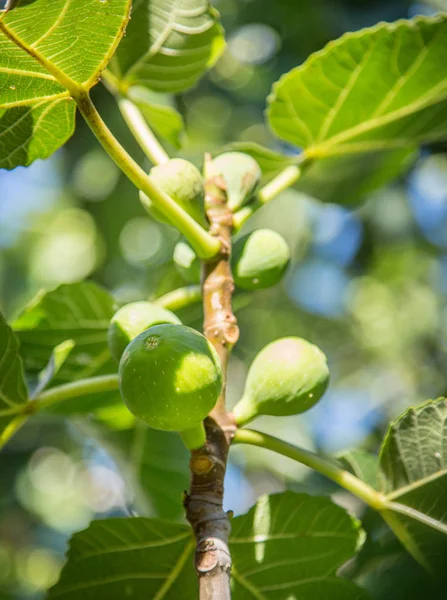 Frutos Figueira Maduros Árvore — Fotografia de Stock