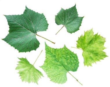 Yaprak veya beyaz arka plan üzerinde asma yaprağı.