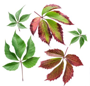 Yaprak veya beyaz arka plan üzerinde asma yaprağı.