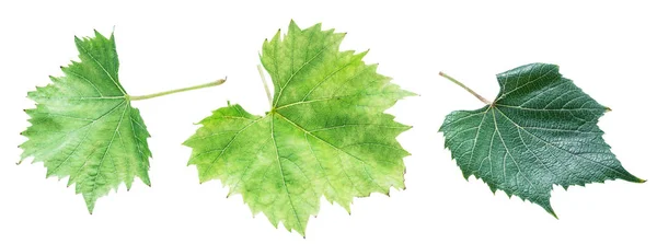 Виноградные Листья Виноградные Листья Белом Фоне — стоковое фото