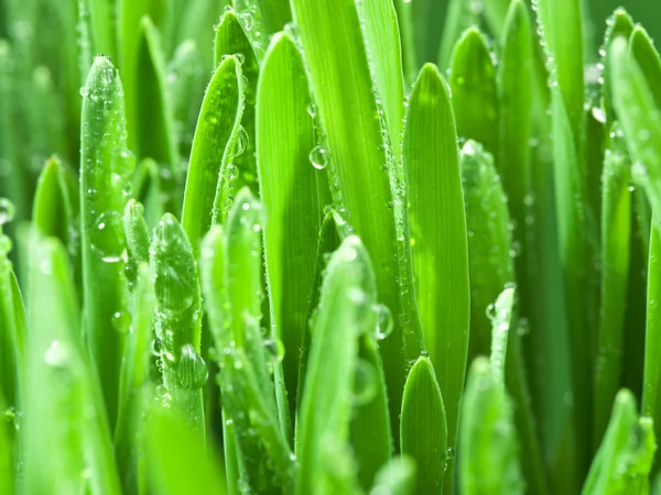 Verse Groene Gras Bedekt Met Dauwdruppels — Stockfoto