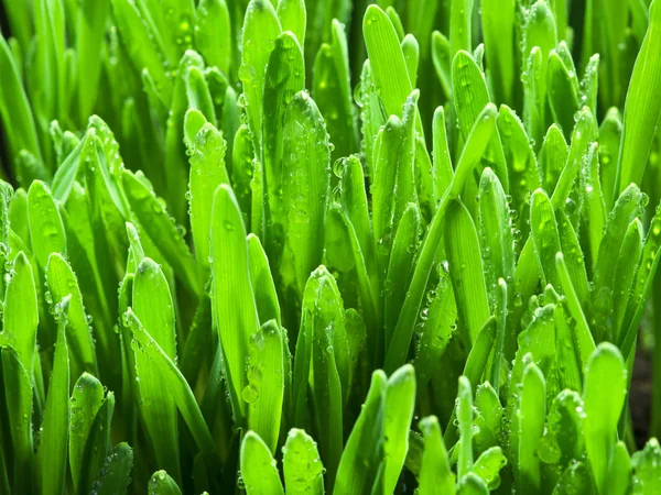 Verse Groene Gras Natuur Achtergrond — Stockfoto