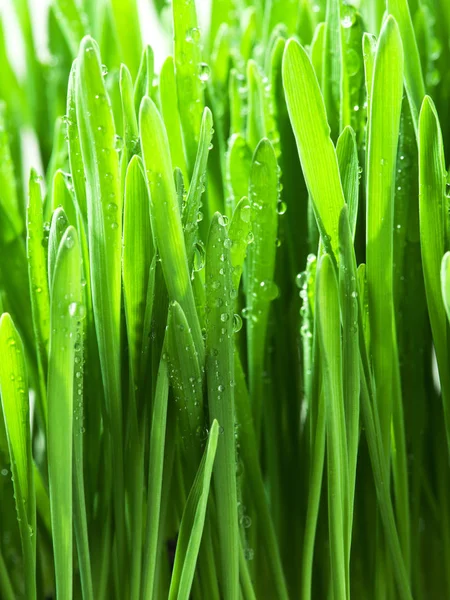 Świeża Trawa Zielona Natura — Zdjęcie stockowe