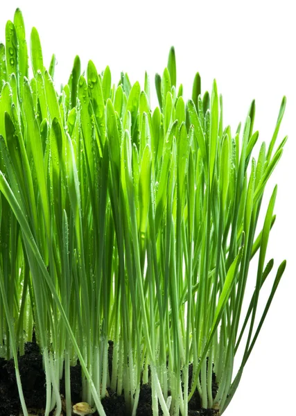 Green Grass Isolated White Backgroud — Stock Photo, Image