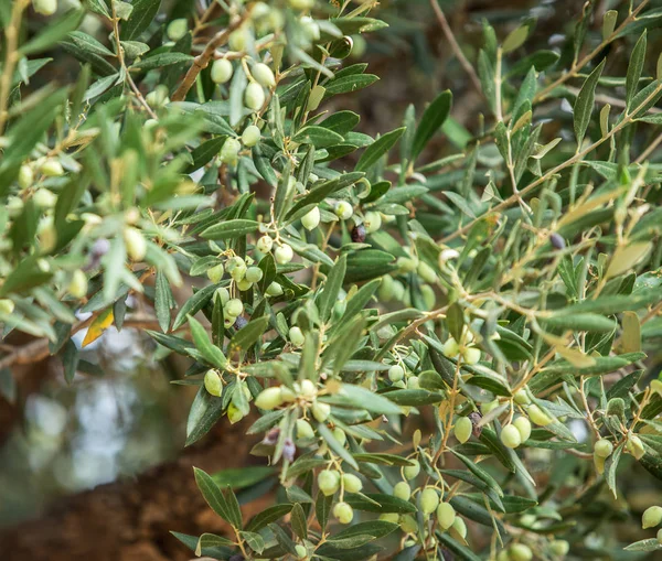 Tak Van Olijfboom Met Bessen Daarop Closeup — Stockfoto