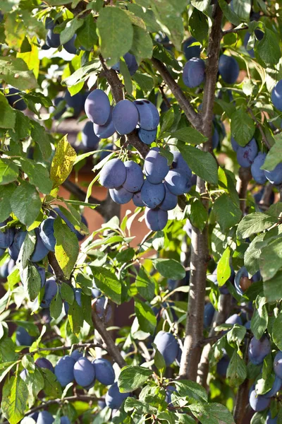 Prugne Sull Albero Giardino Contesto Della Frutta — Foto Stock