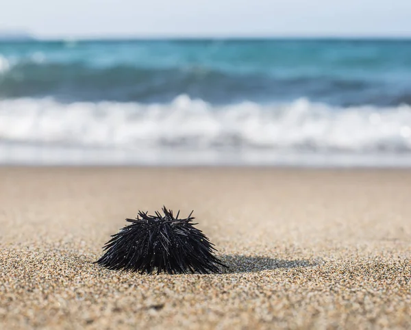 Urchin Kustlijn Kalme Zee Achtergrond — Stockfoto