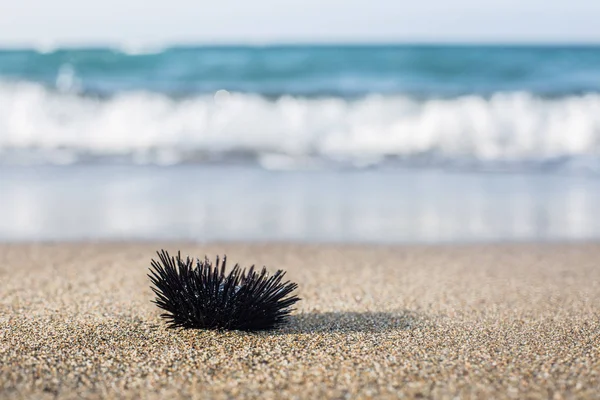 Urchin Kustlijn Kalme Zee Achtergrond — Stockfoto