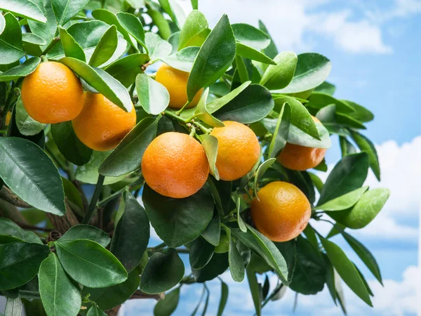 Érett Mandarin Gyümölcsök Fán Kék Háttér — Stock Fotó