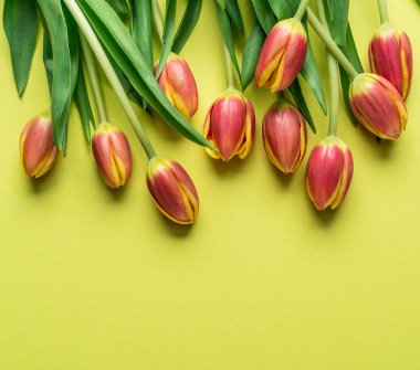 Sarı arka plan üzerinde hassas taze lale. Üstten görünüm.