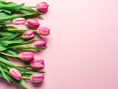 Açık pembe arka planda zarif pembe laleler. Üst görünüm.