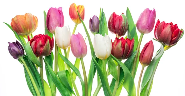 色彩斑斓的郁金香 背景为白色 春季背景 — 图库照片