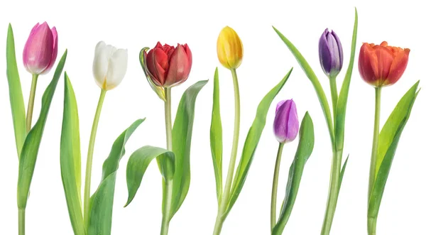 Wiersz Kolorowe Tulipany Przetargu Białym Tle — Zdjęcie stockowe
