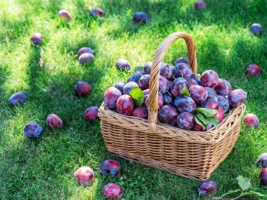 Erik hasadı. Yeşil çimlerin üzerindeki sepetin içinde erikler var..