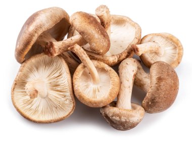 shiitake mantar beyaz zemin üzerine.