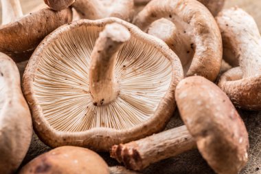 Shiitake mantar. Makro. Gıda arka plan.