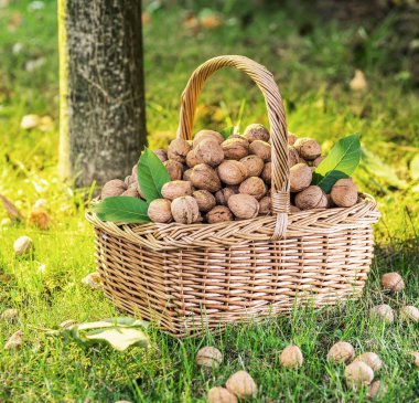 Ceviz hasadı. Yeşil çimlerin üzerindeki sepette cevizler.