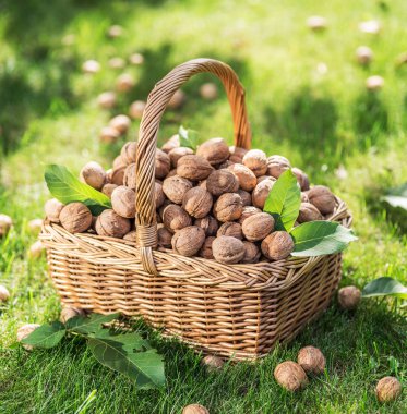 Ceviz hasadı. Yeşil çimlerin üzerindeki sepette cevizler.