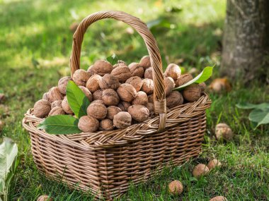 Ceviz hasadı. Yeşil çimlerin üzerindeki sepette cevizler.