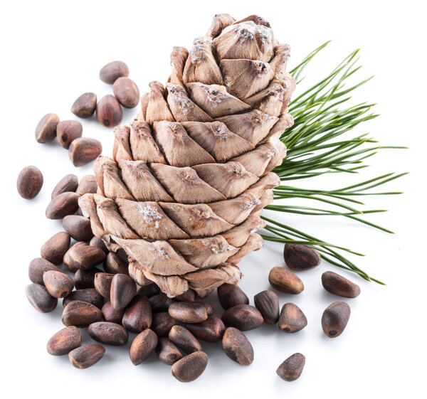Pine nut cone and pine nuts on the white background. Organic food.