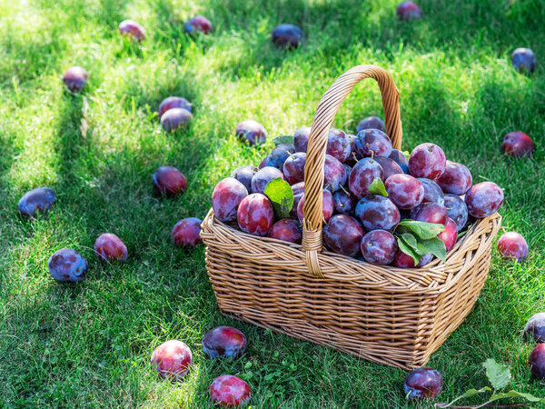 Урожай сливы. Сливы в корзине на зеленой траве.