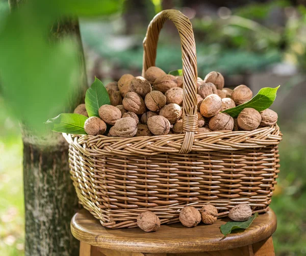 Ořech Harvest Vlašské Ořechy Košíku Dřevěný Stůl — Stock fotografie